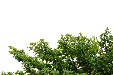 Tall Indian almond tree with branches leaves on white isolated background for green foliage backdrop 
