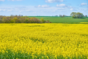  field of yellow rape seed plants                              