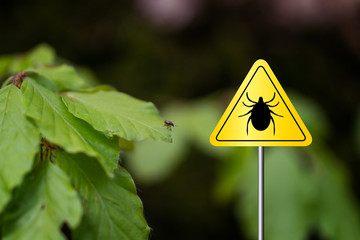 Tick insect meningitis warning sign in nature forest. Lyme disease and tick-borne...