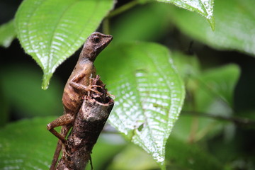 caterpillar on a branch