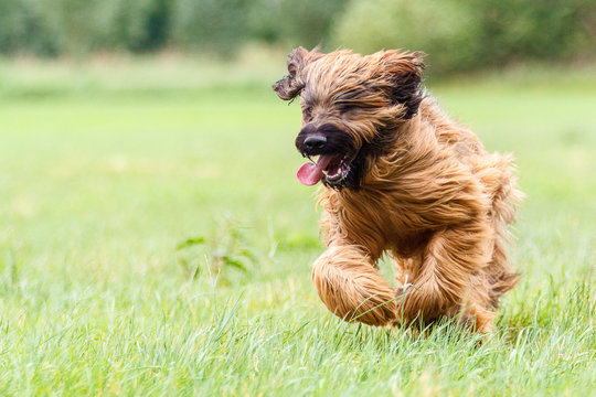 running dog flattens fur