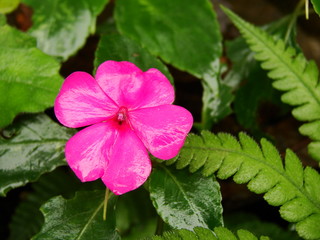 pink flower in garden