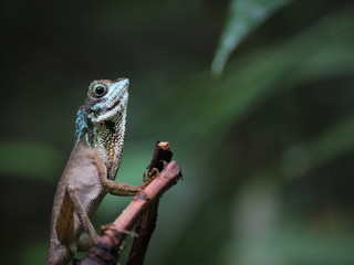 green iguana on a branch