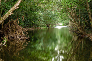 River in the rainforest 