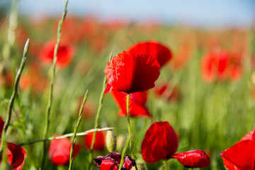 Coquelicot