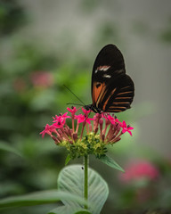 Patterned butterfly on a pink flower with a shallow depth of field