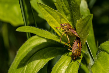 Fototapeta premium Nature