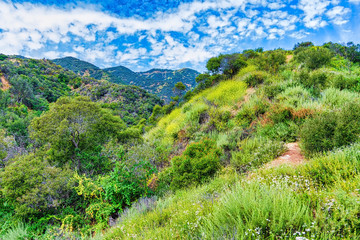 spring in southern california forest mountains