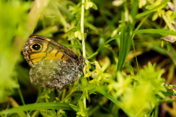 Obraz premium Nature