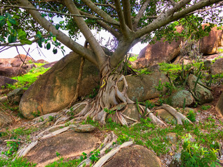 Figueira Branca IMG_0845