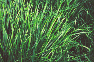 Background of fresh young spring grass. Green lawn in the park closeup. Selective focus. Environmental conservation and summer concept.