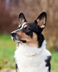 Dog breed Welsh Corgi Cardigan portrait on nature in profile