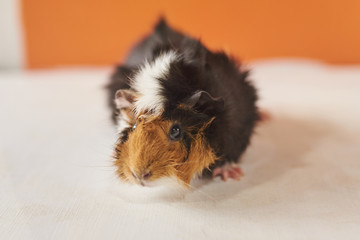 Guinea pig tricolor shaggy sitting on a white table