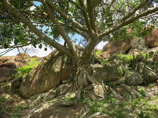 Figueira Branca IMG_0849