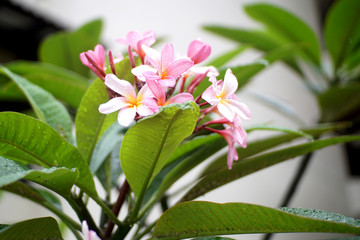 Obraz na płótnie Canvas pink tropical flowers in the garden