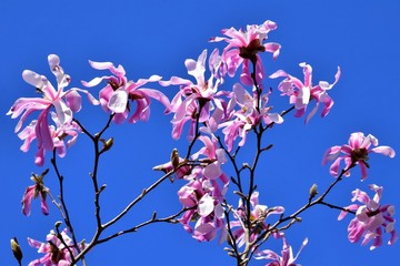 Magnolienblüten vor blauem Himmel