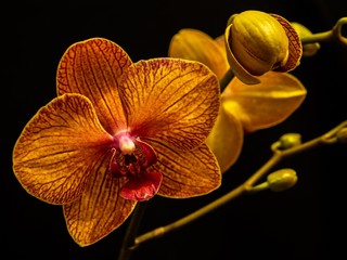 red orchid on black background