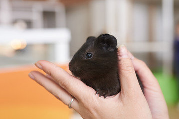 Guinea pig little black in his hands