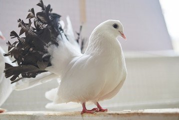 Dove white, with a black tail, sitting on a wooden crossbar