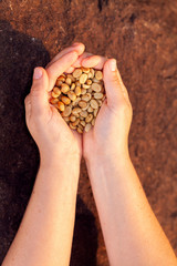Hands holding untoasted organic Coffee beans - coffeea arabica