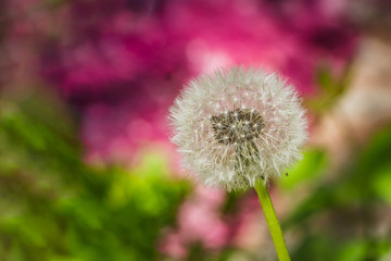 One white fluffy dandelion head with seeds on a beautiful blurred green and red background
