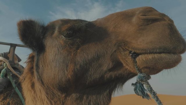 Close up of a camel in the desert with a saddle ready to be ridden in the Sahara desert in Morocco with a transition at the end