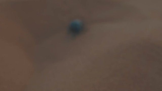 Close up of a desert darkling beetle found in the sandy desert of Morocco black in color walking along the orange sand dunes of the Sahara making tread prints