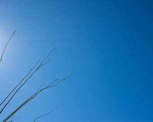 bird on ocotillo branch