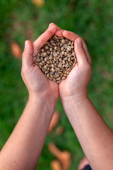 Hands holding untoasted organic Coffee beans - coffeea arabica