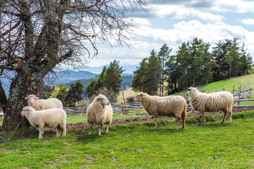 Obraz premium Sheeps in a meadow in the mountains