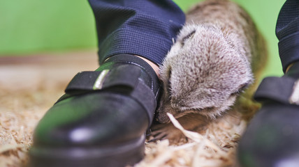 Little grey meerkat digs wood sawdust under the Shoe