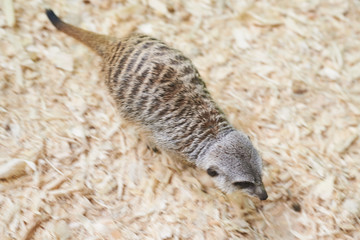 Grey meerkat sniffs wood sawdust