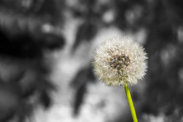 Obraz premium One white fluffy dandelion head with seeds on a beautiful blurred white and gray and black background