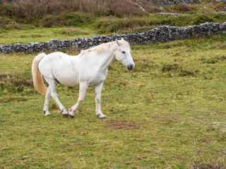 Naklejka na ściany i meble White horse walking in a field.