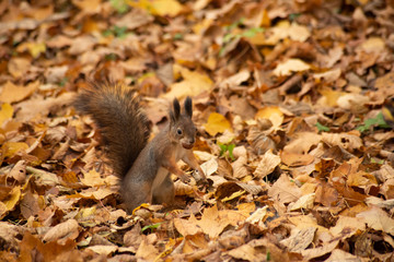 Squirrel with nut teeth