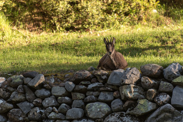 Deer at the main entrance to the Ordesa y Monteperdido National Park in Huesca, Aragon, Spain.