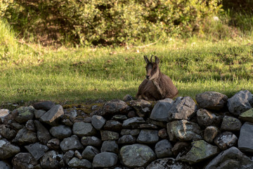 Deer at the main entrance to the Ordesa y Monteperdido National Park in Huesca, Aragon, Spain.