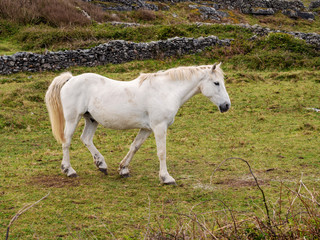 Obraz na płótnie Canvas White horse walking in a field.