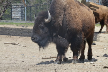 Bison in the outdoors