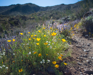 flowers on hillside in desert