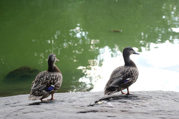 Dois patos no central park