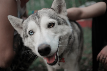 Sweet husky dog with heterochromia