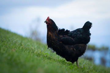Close up  a healthy looking free range chicken on lush green grass. 