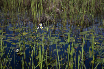 Englemann's Arrowhead white wildflower and reeds growing in dark water, realistic natural light, Louisiana marsh wetlands