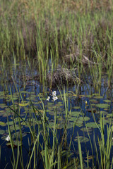 Portrait of Englemann's Arrowhead white wildflower and reeds growing in dark water, realistic natural light, Louisiana marsh wetlands