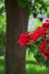 red flowers in the garden