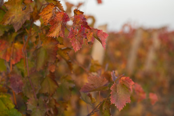 Vineyards in the autumn with red foliage. Transition of the vine to wintering. Wine-making. Technology of wine production. Wine production in Moldova.