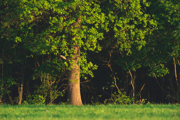 Trees at forest edge in evening sunlight.