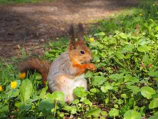 Naklejka na ściany i meble A cute red squirrel eating something on the green grass of the forest, animal portrait close view