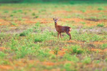 Solitary roebuck in field in spring.